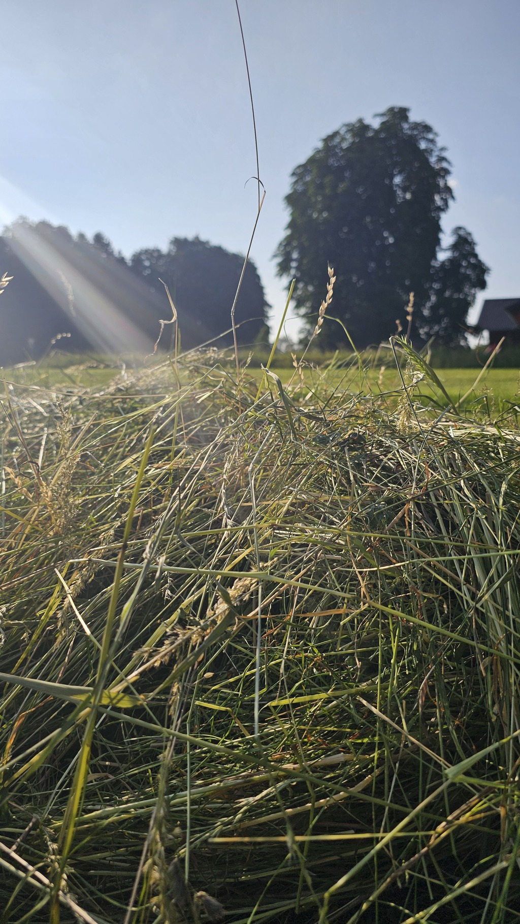 Heu auf der Wiese mit Sonnenstrahl